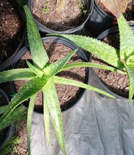 Medium soap aloe for sale  Winter Haven