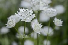 Astrantia major involucrata for sale  WALLINGFORD