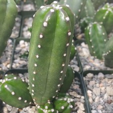 Echinocereus gentry cactus for sale  Fallbrook
