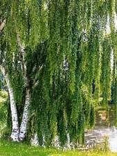 Silver weeping birch for sale  Canton