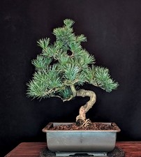 Bonsai mädchenkiefer pinus gebraucht kaufen Bonsai mädchenkiefer pinus gebraucht kaufen  Bielefeld