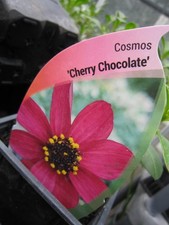Cosmos cherry chocolate for sale  PERTH