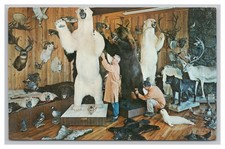 Postcard knopp brothers for sale  Chandler