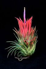 Large tillandsia ionantha for sale  DRONFIELD