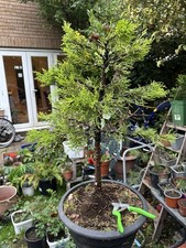 Large cypress bonsai for sale  FELIXSTOWE