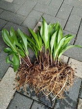 Maiglöckchen pflanzen rhizome gebraucht kaufen  Berlin