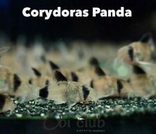 Panda corydoras fish d'occasion  Expédié en Belgium