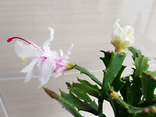 Schlumbergera hybrid wild for sale  Shipping to Ireland