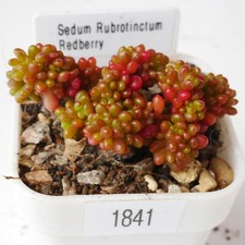 Exact plant sedum for sale  BEXHILL-ON-SEA