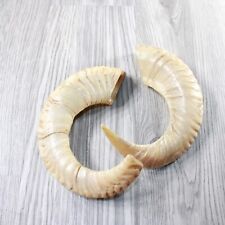 Sheep horns 994 for sale  Parma