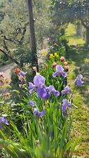 Iris germanica lotto usato  Pistoia