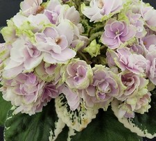 African violet hunter for sale  Fort Mc Coy