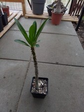 pachypodium gebraucht kaufen pachypodium gebraucht kaufen Radeburg