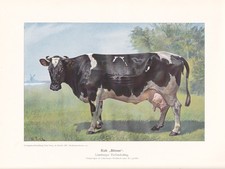 Lüneburger kuh blesse gebraucht kaufen Lüneburger kuh blesse gebraucht kaufen  Kassel