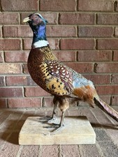Beautiful taxidermy ring for sale  Charlotte