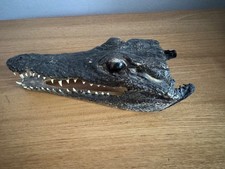 Preserved crocodile head for sale  WOKINGHAM