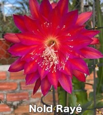 Epiphyllum noid rayé d'occasion  Châtenay-Malabry