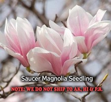Saucer magnolia live for sale  Mcminnville