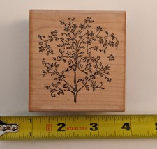 Crackerbox palace tree for sale  Cedar Falls