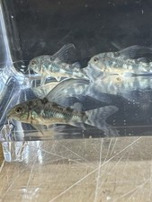 Longfin pleatus cory for sale  Bristol