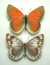 Pair colias diva for sale  FOLKESTONE
