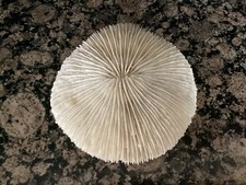 Natural white ocean for sale  Cheyenne