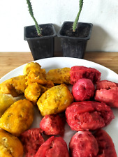 Mixed prickly pear for sale  LONDON
