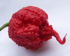 20 CAROLINA REAPER CHILLI SEEDS SEMILLAS 100% GARANTIZADAS comprar usado  Enviando para Brazil