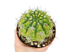 Big gymnocalycium vatteri usato  Napoli