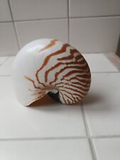 Nautilus pompilius muschel gebraucht kaufen  Neustadt