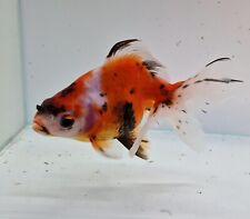 Calico ryukin high for sale  POULTON-LE-FYLDE