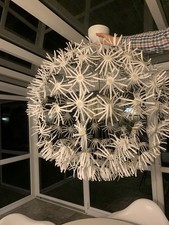 Ikea maskros pusteblume gebraucht kaufen Ikea maskros pusteblume gebraucht kaufen  Rotthalmünster