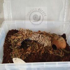Insects direct complete for sale  TONBRIDGE