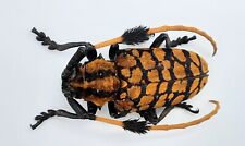 Cerambycidae aristobia approxi gebraucht kaufen  Wadern