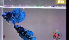 Premium betta fish for sale  East Lansing