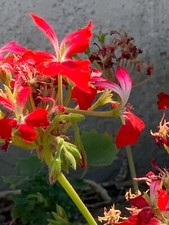 Geranium pelargonium fireworks for sale  Hollister