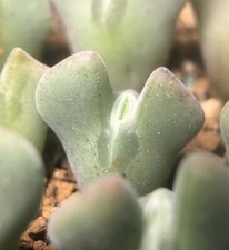 Conophytum regale live for sale  Seattle