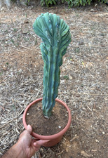 Myrtillocactus geometrizans cr usato  Menfi
