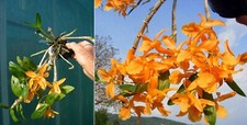 Dendrobium stardust firebird usato  Spedire a Italy