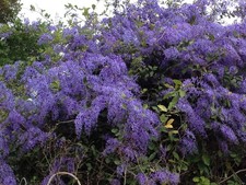 Purple petrea queens for sale  Bowling Green