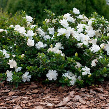 Gardenia jasminoides crown for sale  UK