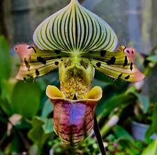 Paphiopedilum species venustum gebraucht kaufen  Augsburg
