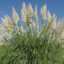 Cortaderia selloana pflanze gebraucht kaufen  Mönchengladbach