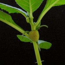 Dorstenia spec.aff.buchanani c for sale  Shipping to United Kingdom