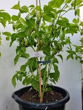Trinidad scorpion green for sale  HUDDERSFIELD
