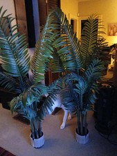 5 ft palm tree for sale 5 ft palm tree for sale Racine