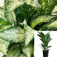 Dieffenbachia memoria corsii for sale  Modesto