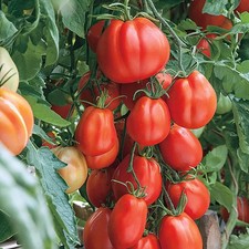 italienische tomaten gebraucht kaufen  Beilngries