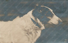 1923 cane borzoi usato  Cremona
