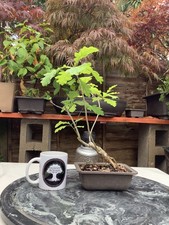 English oak bonsai for sale  BROMLEY